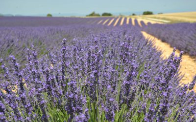 Article la Provence